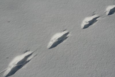 Red Squirrel Bounding in Deep Snow