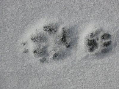 Red Fox (left) and Domestic Cat (right)