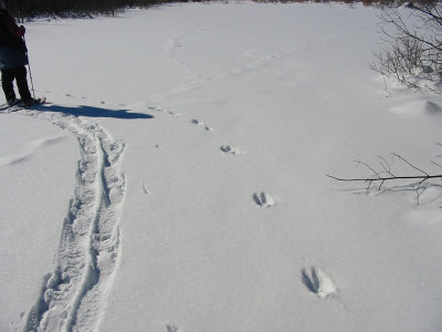 Path of Fisher in Deep Snow