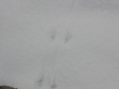 Small Bird (Junco?) in Light Snow