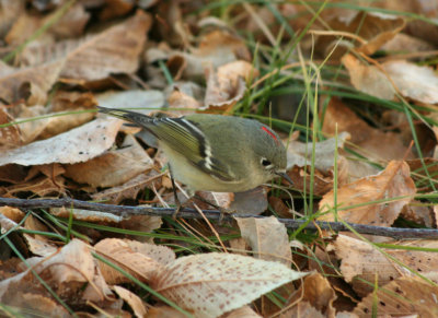 Ruby-crowned Kinglet