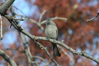 Phainopepla (female)