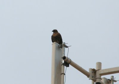 Dark Morph Red-Tailed Hawk (?)