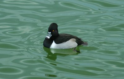 Ring-necked Duck