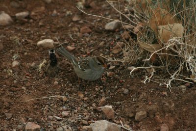 White-crowned Sparrow (imm)