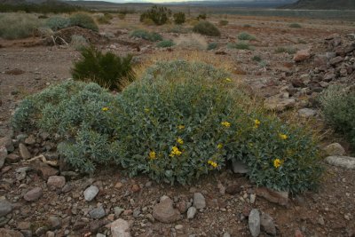 Brittlebush Sp.