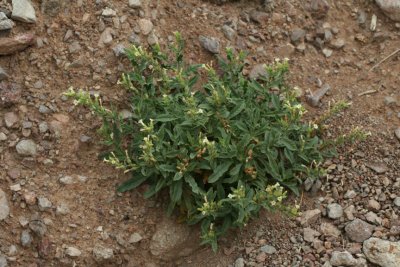 Desert Tobacco