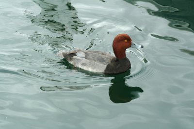 Redhead Duck