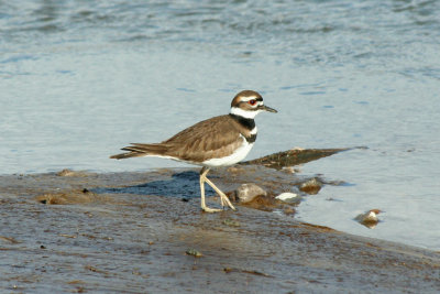 Killdeer