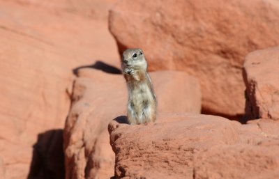 White-tailed Antelope Ground Squirrel