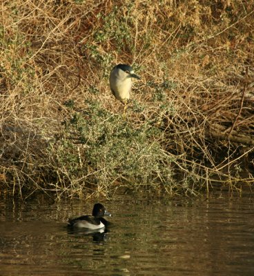 Black-crowned Night Heron and Ring-neck Duck