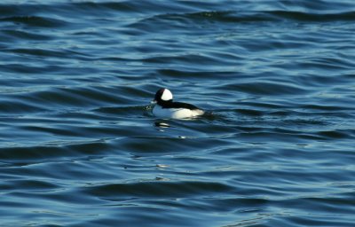 Bufflehead