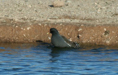 Moorhen