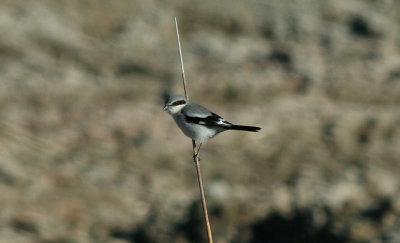 Loggerhead Shrike