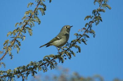 Ruby-crowned Kinglet