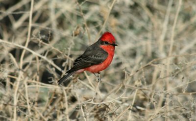 Vermillion Flycatcher