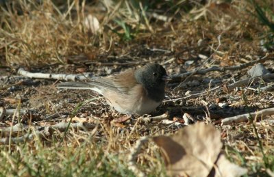 Dark-eyed Oregon Junco