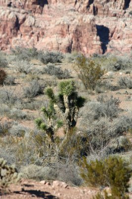 Joshua Tree