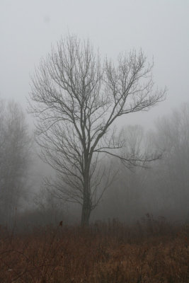 Ghostly Tree