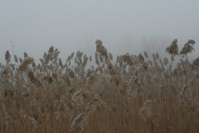Fragmities in the Fog