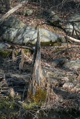 Stump Shard