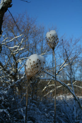 Snow Cones