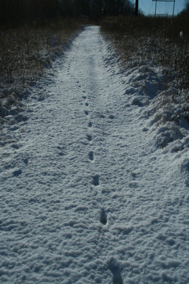 Canine Tracks Along the Powerlines