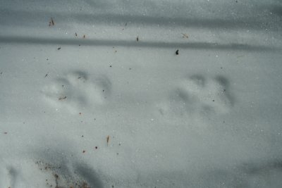 Eastern Coyote in Hard Pack Snow
