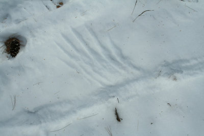 Turkey Wing Imprint in Light Snow