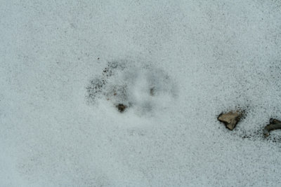 Bobcat on Ice with Light Snow Cover