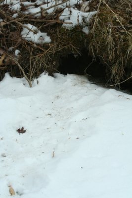 Muskrat (?) Path to Lodge