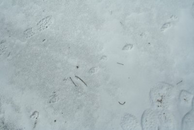 Fisher Tracks on Ice with a Light Snow Cover