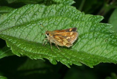 butterfly7.jpg