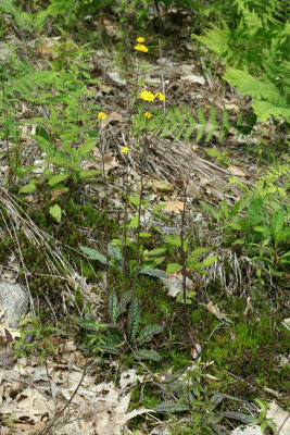 Rattlesnake Weed