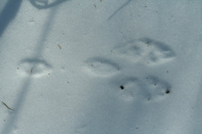 Eastern Cottontail (?) in Soft Snow