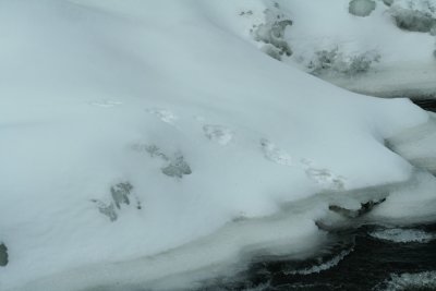 River Otter Diving into Stream