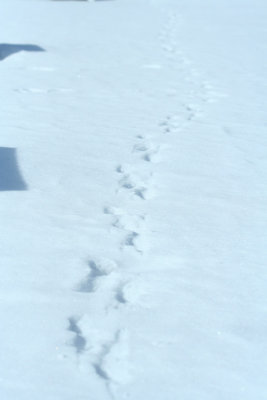Trail of a Striped Skunk