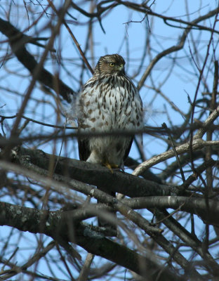 Cooper's Hawk