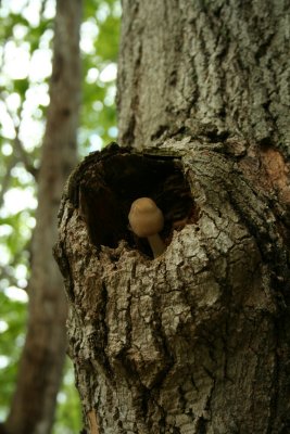 mushroom8.jpg