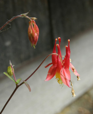 Wild Red Columbine