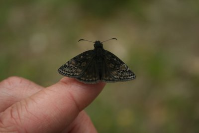 Duskywing Species