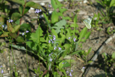 Blue Toadflax with Cabbage White
