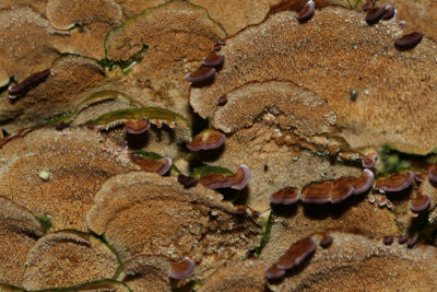 mushroom9_wmead.jpg