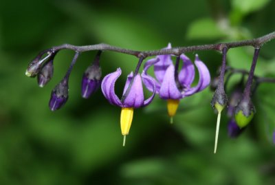 Nightshade