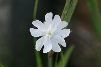 White Campion