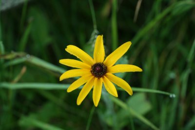 Black-eyed Susan