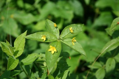 Fringed Loosestrife (?)