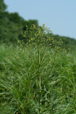 Wild Lettuce