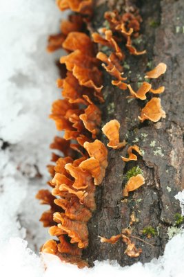 mushroom10_bmb.jpg