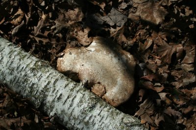 shelfmushroom_vfp.jpg